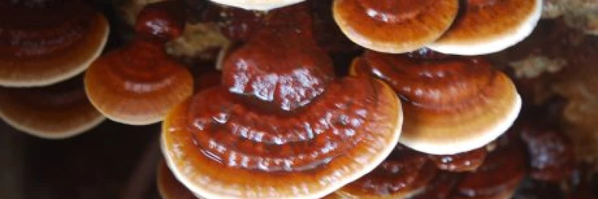 ‘Reishi Mantarı’ Nedir? Faydaları Nelerdir?