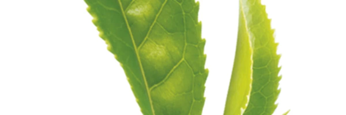 Sonbaharın etkilerine doğadan çözüm