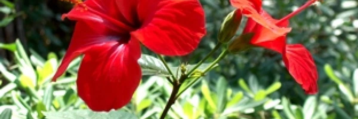 Hibiskus çayı ve sağlığa etkileri