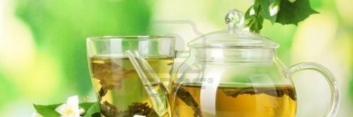 Yeşil çay camellia sinensis