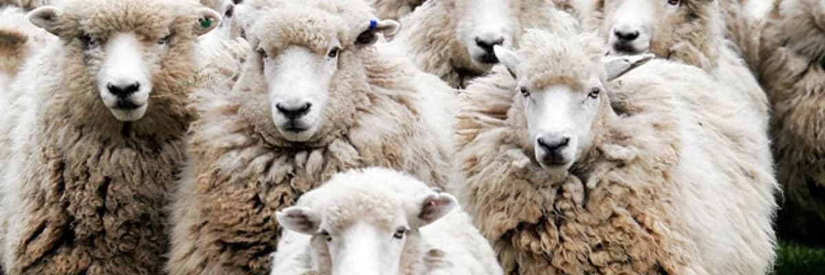 Kurban Bayramında Beslenme!!