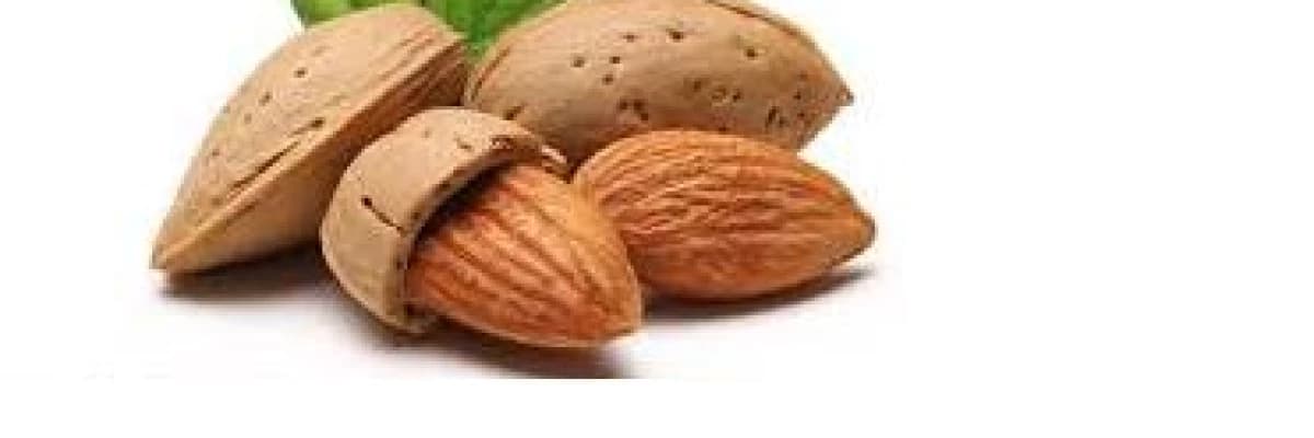 Kalbimize bir dost , yağlı tohumlar