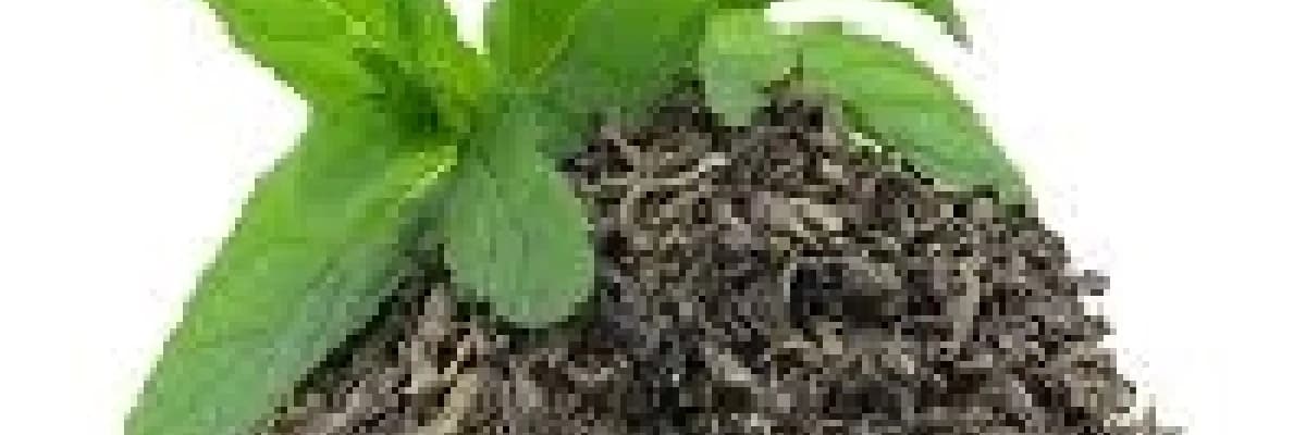 Mükemmel bir içecek ; yeşil çay