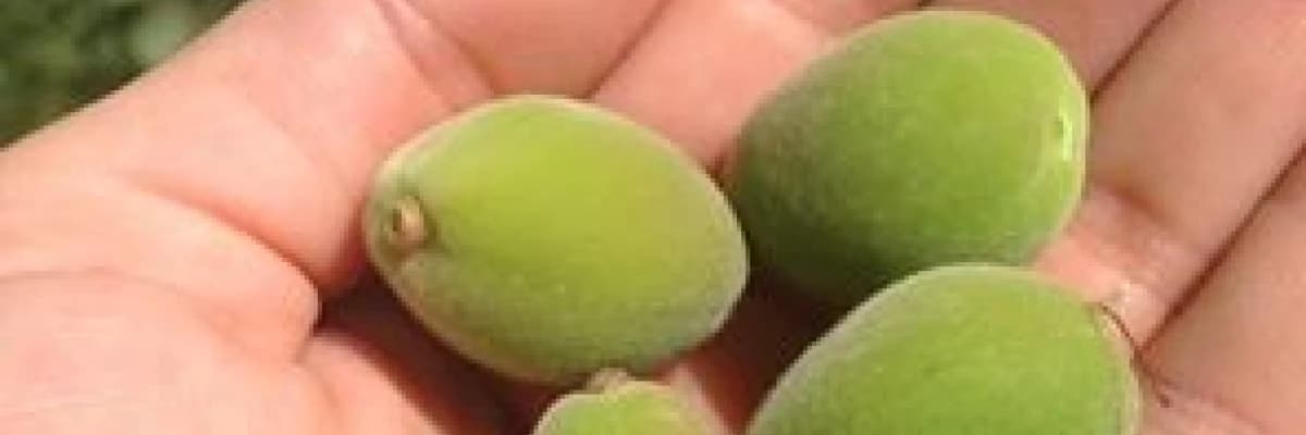 Baharın Habercisi "Çağla"