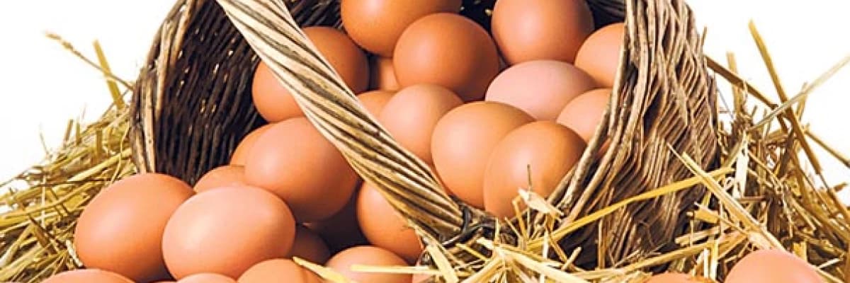 YUMURTA NEDEN BU KADAR DEĞERLİ BİR BESİN?