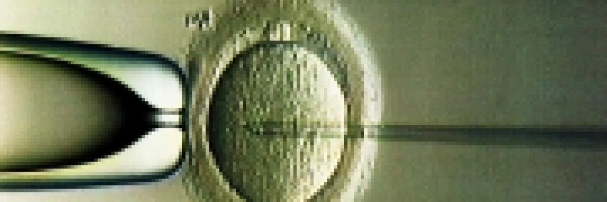 Embriyo Transferi Ve Embriyo Bağışı