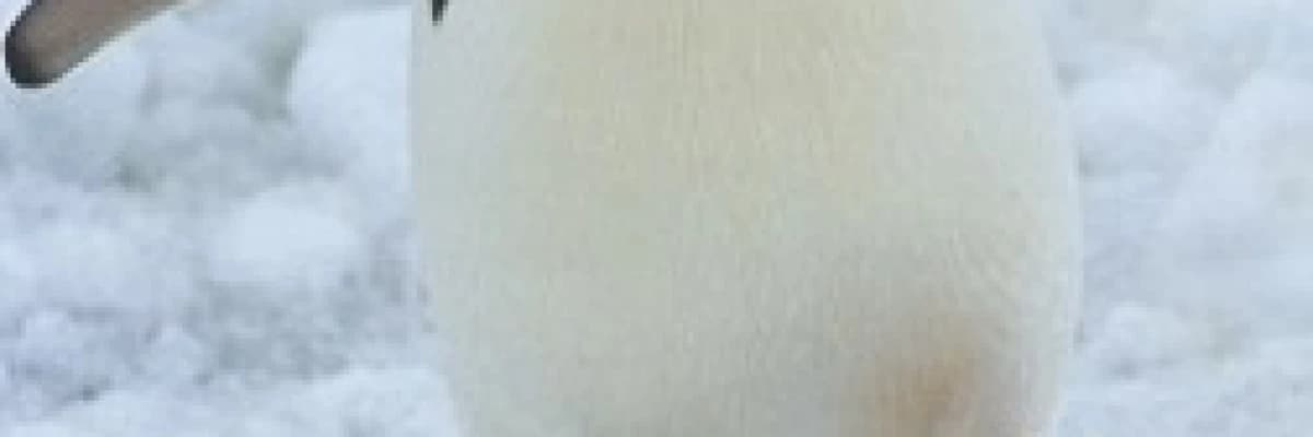 Buzlu yollarda penguen gibi yürüyünüz