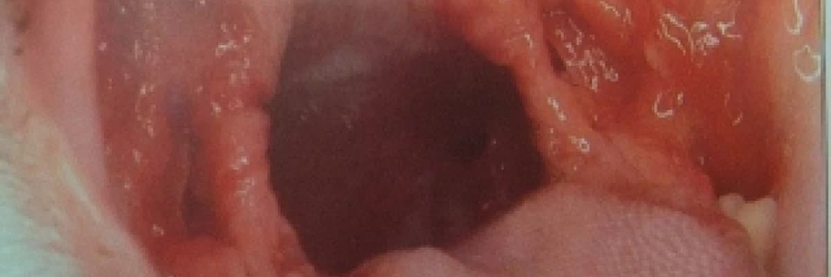 Kedilerde Kronik Ağız Yaraları