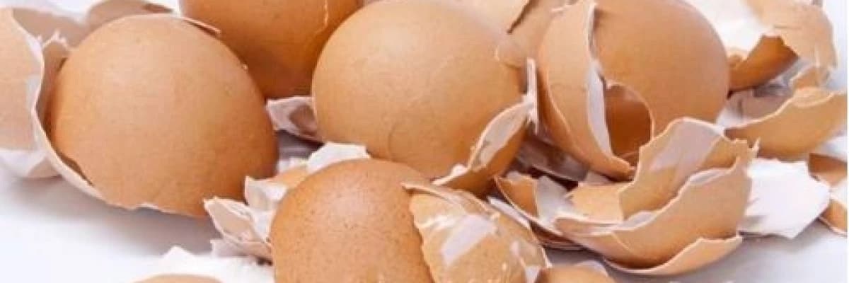 YUMURTA KABUĞUNUN FAYDALARI