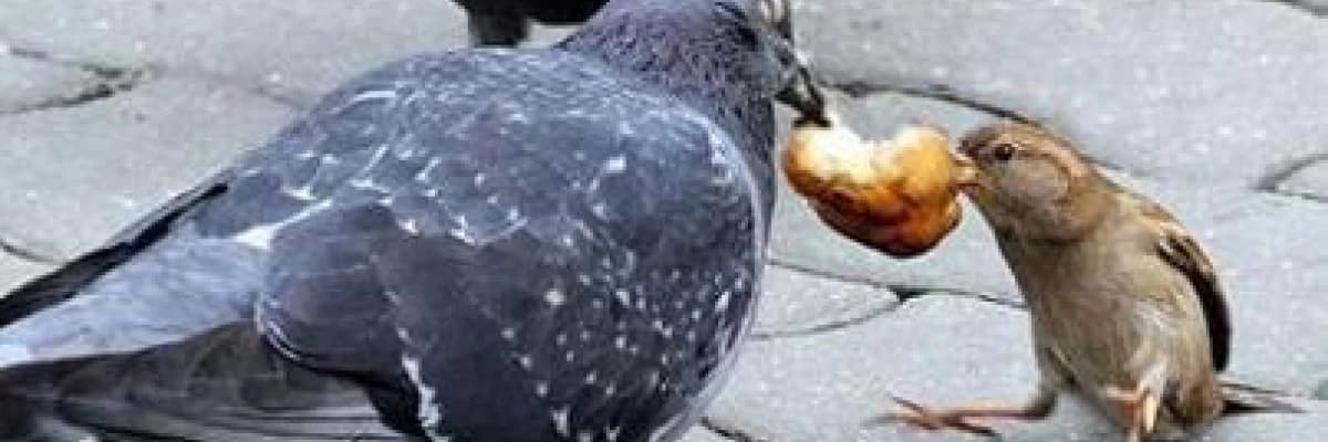 İlişkimde yardımsever miyim? Sembiyozda mıyım?