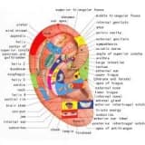 AKUPUNKTURUN ETKİ MEKANİZMASI