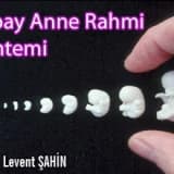 Yapay anne rahmi yöntemi, endometriyal ko-kültür