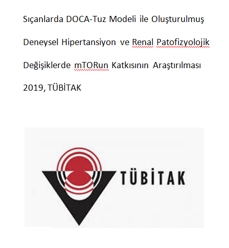 Sıçanlarda DOCA-Tuz Modeli ile Oluşturulmuş Deneysel Hipertansiyon ve Renal Patofizyolojik Değişiklerde mTORun Katkısının Araştırılması 2019, TÜBİTAK