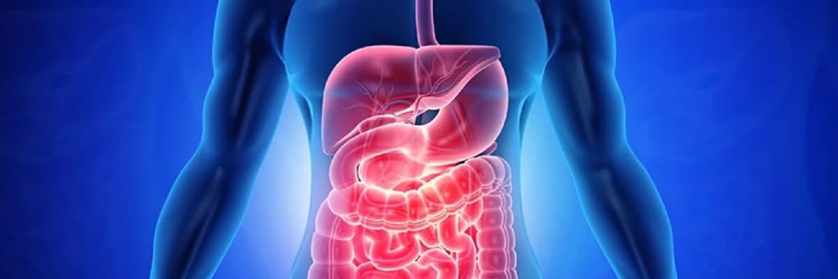 Sindirimi Kolaylaştıran Besinler: Mide ve Bağırsak Sağlığınız İçin En İyi Seçenekler