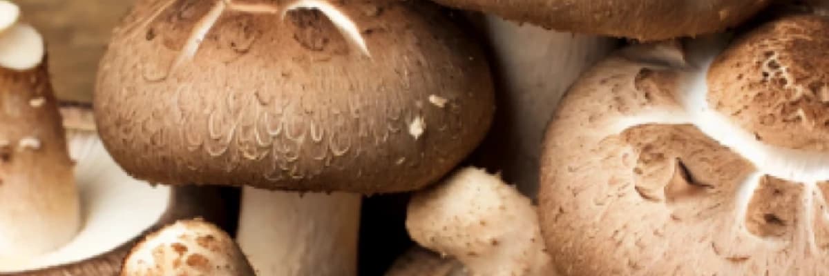 HPV TEDAVİSİNDE AHCC'NİN BAĞIŞIKLIK ÜZERİNE ETKİLERİ