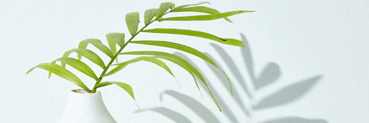 Kaygı Bozukluğu/ Anksiyete