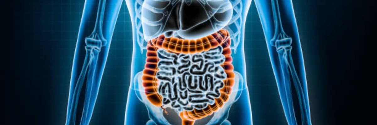 Bağırsak Sağlığı ve Bağırsak Sağlığına İyi Gelen Yiyecekler