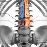 Bel Ağrınız Sandığınız Gibi Değil: Psoas Kası İle İlişkisini Keşfet