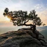 Travmaları Dönüştürmek: Psikolojik Esneklik, Sağlamlık ve Büyüme