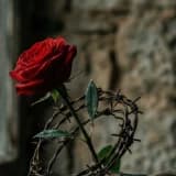 Neden Bana Zarar Veren Birinden Kopamıyorum? Sevgi Sandığınız Şey Aslında Bir "Travma Bağı" Olabilir