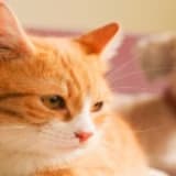 Evcil Hayvanlar İlişkilere Nasıl Katkı Sağlar?