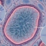 Chondrogenetic properties of the synovial tissue and a review of the literature on synovial mesenchymal stromal cells